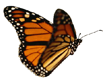 Kupu kupu terbang gif 22